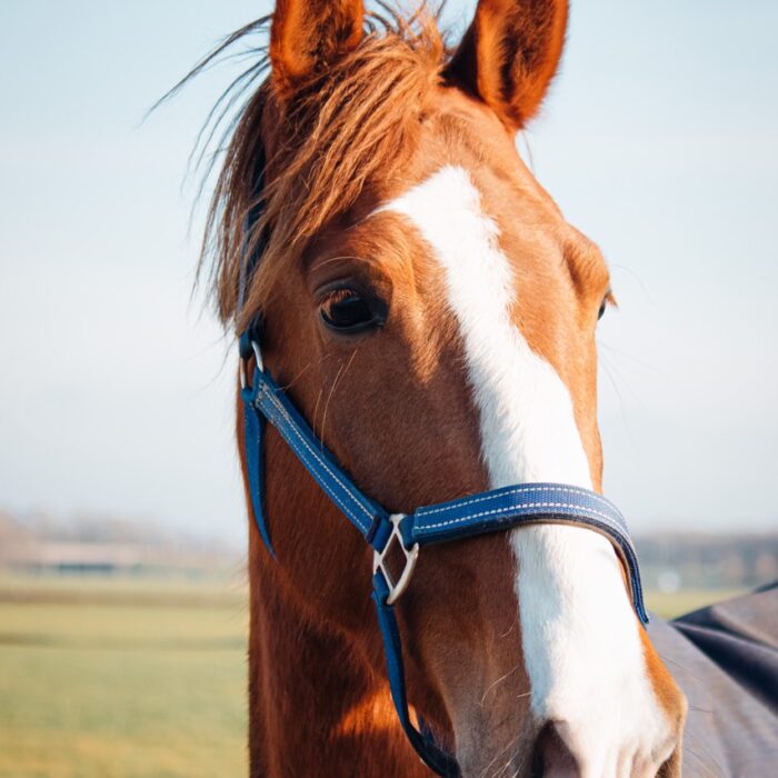 Paardrij instructie instructeur dressuur springen paardrijles Amsterdam