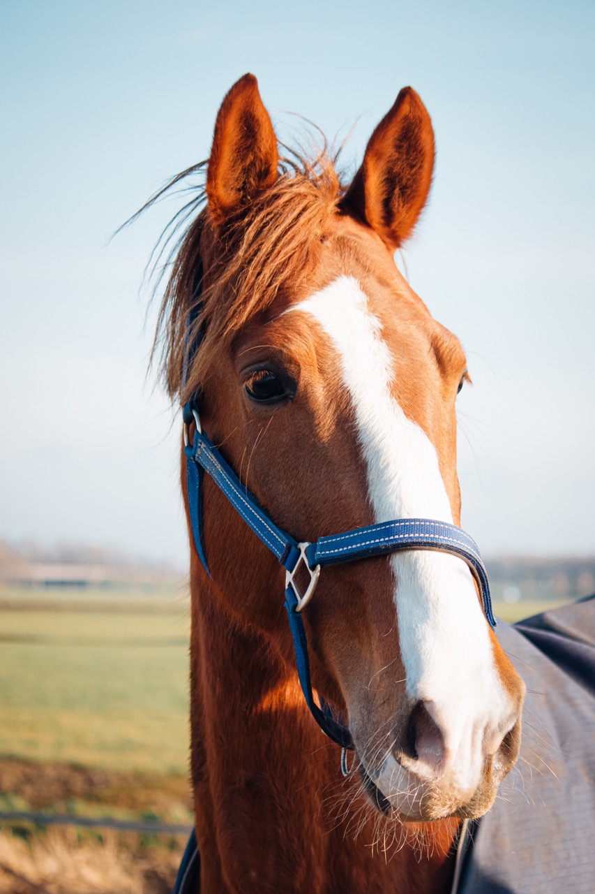 Paardrij instructie instructeur dressuur springen paardrijles Amsterdam